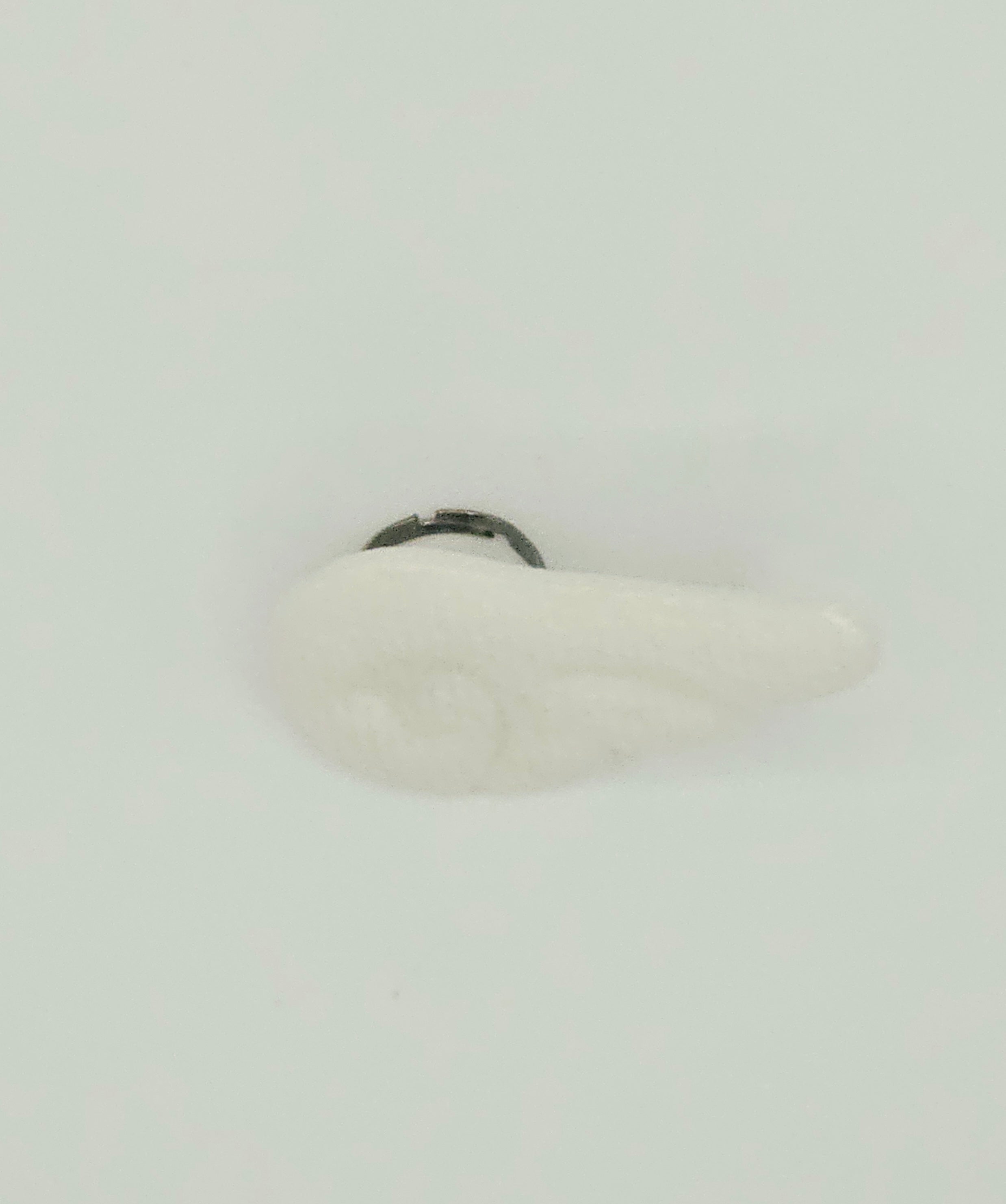 Right Wing Ring